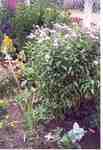 Swift Current Horticulture - Doris King - Fleabane, Globe Centaurea and Loosestrife