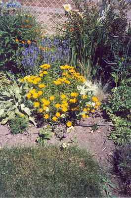 Swift Current Horticulture - Doris King - Inula