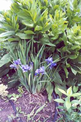 Swift Current Horticulture - Doris King - Iris and Globe Centaurea