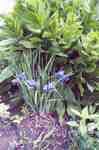 Swift Current Horticulture - Doris King - Iris and Globe Centaurea