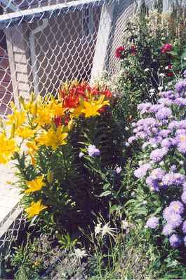 Swift Current Horticulture - Doris King - Lilies