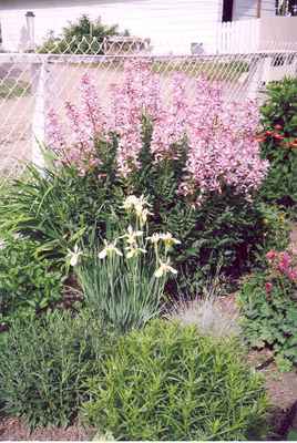 Swift Current Horticulture - Doris King - Iris and Pink Gas