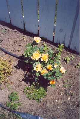 Swift Current Horticulture - Doris King - Rose