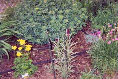 Swift Current Horticulture - Doris King - Globe Flower and Loosestrife