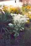 Swift Current Horticulture - Doris King - Goldenrod and Snow on the Mountain