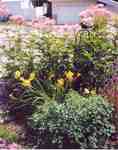 Swift Current Horticulture - Doris King - Meadowsweet and  Daylily