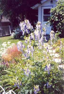 Swift Current Horticulture - Doris King - Monkshood