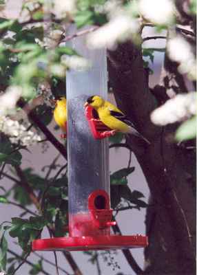 Swift Current Wildlife - Linda Robinson