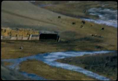 Cattle Feedlot