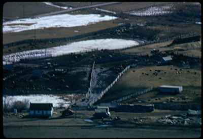 Cattle Feedlot