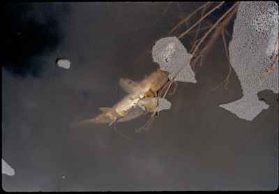 Dead Fish in Creek During Discharge