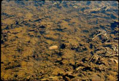 Brown Algae in Creek Bottom 11th Ave SE