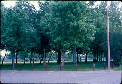 Trees in Riverside Park