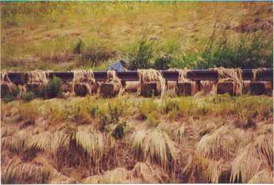 Railroad tracks near Vanguard