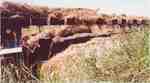 Railroad tracks near Vanguard after flood