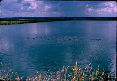 Ducks on Sewage Lagoon