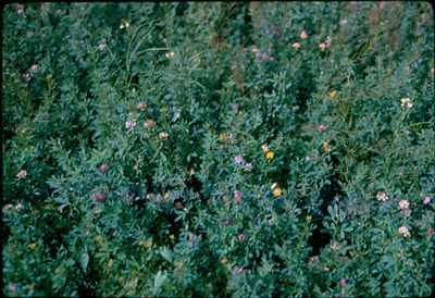 Alfalfa Crop Close-up Photo