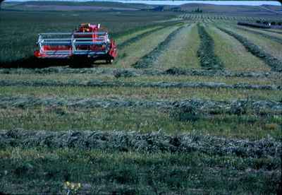 Ralph Case Alfalfa Crop