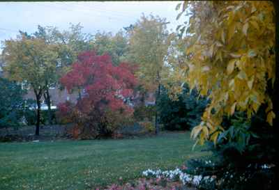 Autumn Colours - Memorial Park