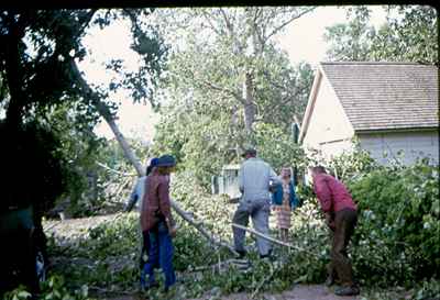 Storm Damage - Tree Cleanup