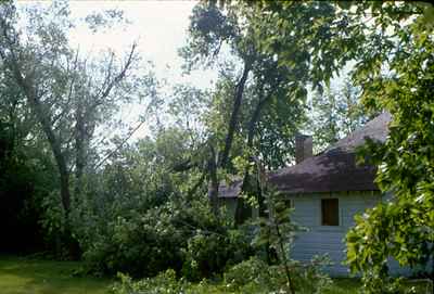 Storm Damage - Trees Down