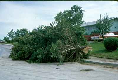 Storm Damage - Fir Tree