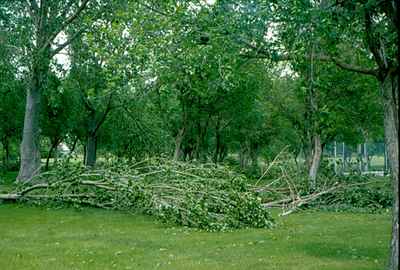 Storm Damage - Tree Damage