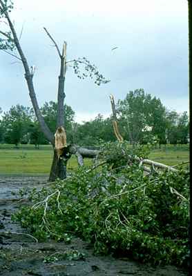 Storm Damage - Broken Trees