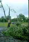 Storm Damage - Broken Trees