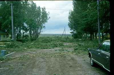 Storm Damage - Trees Down