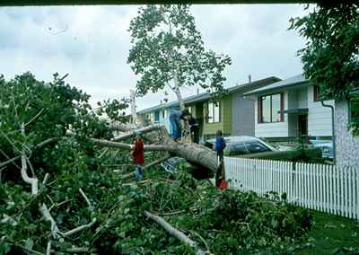 Storm Damage - Tree Fell on Car