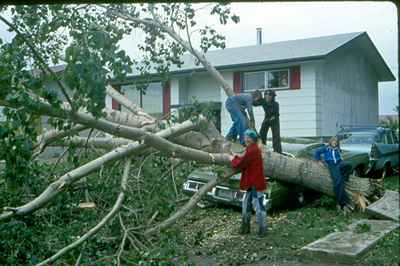 Storm Damage - Broken Trees