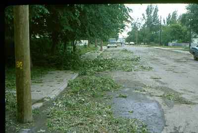 Storm Damage - Trees Down