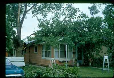 Storm Damage - Trees Down