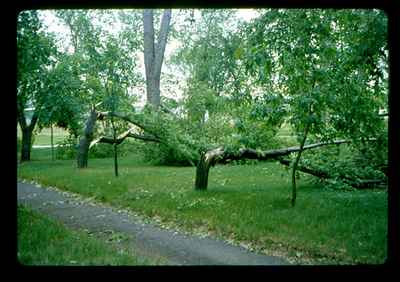 Storm Damage - Broken Trees