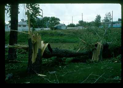 Storm Damage - Broken Trees