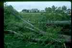 Storm Damage - Broken Trees