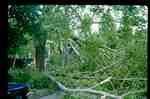 Storm Damage - Broken Trees