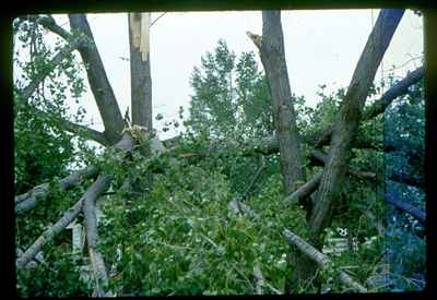 Storm Damage - Broken Trees