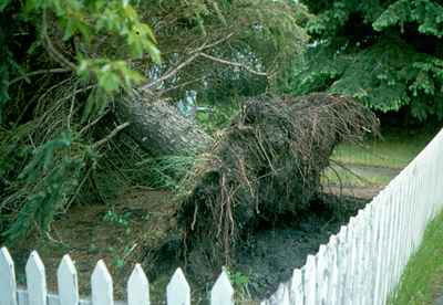 Storm - Tree Uprooted