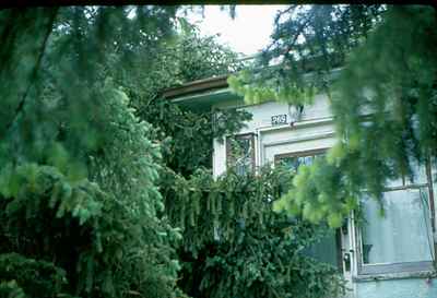 Storm - Tree on House