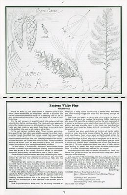 Pelham Historical Calendar 1996: &quot;Eastern White Pine Pinus strobus&quot;