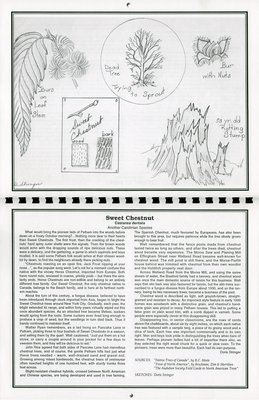 Pelham Historical Calendar 1995: &quot;Sweet Chestnut Castanea dentata&quot;