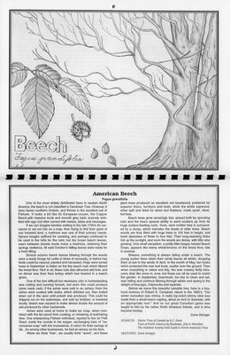 Pelham Historical Calendar 1994: &quot;American Beech Fagus grandifolia&quot;