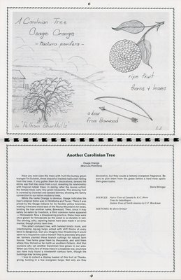 Pelham Historical Calendar 1991: &quot;Another Carolinian Tree Osage Orange (Maclura Pomifera)&quot;