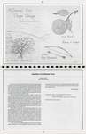 Pelham Historical Calendar 1991: "Another Carolinian Tree Osage Orange (Maclura Pomifera)"