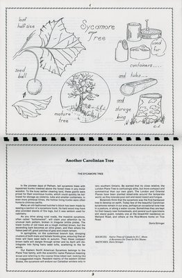 Pelham Historical Calendar 1990: &quot;Another Carolinian Tree The Sycamore Tree&quot;