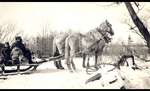 Cecil Norton with Percherons