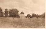 Post Card: "High Grade Cattle in Pasture at the Walker House Farm, Oakville & Toronto, Ont."