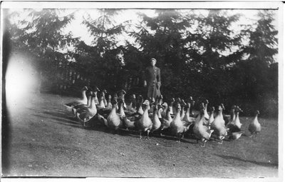 Glenclare Farm Flock of Geese